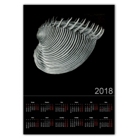 calendar_single_a2 с принтом Acephala Эрнста Геккеля в Смоленске,  |  | 