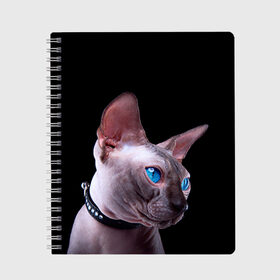 Тетрадь с принтом Сфинкс 6 в Смоленске, 100% бумага | 48 листов, плотность листов — 60 г/м2, плотность картонной обложки — 250 г/м2. Листы скреплены сбоку удобной пружинной спиралью. Уголки страниц и обложки скругленные. Цвет линий — светло-серый
 | кот | котенок | котик | котэ | кошка | сфинкс
